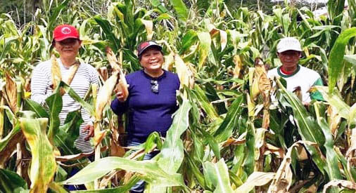 Info Grup WA, Penyuluh Remboken di Minahasa Dampingi Petani Panen Jagung